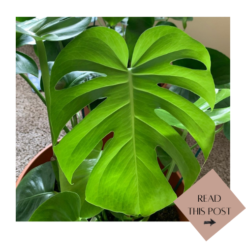 How to care for a monstera deliciosa